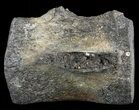 Fossil Whale Caudal Vertebrae - South Carolina #62096-2
